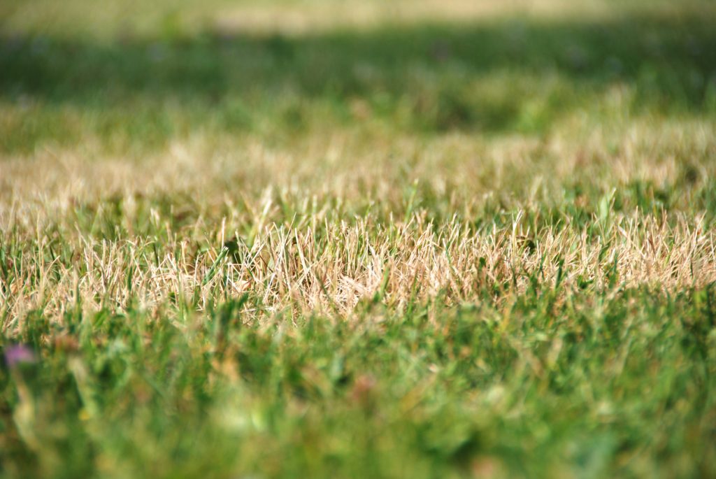 Close-up of a residential lawn showing a mix of brown, straw-colored grass and green turf — the kind of brown spots homeowners notice in late summer