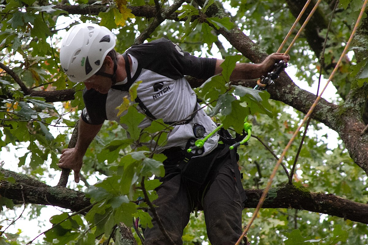 A professional arborist working in a tree canopy with climbing gear