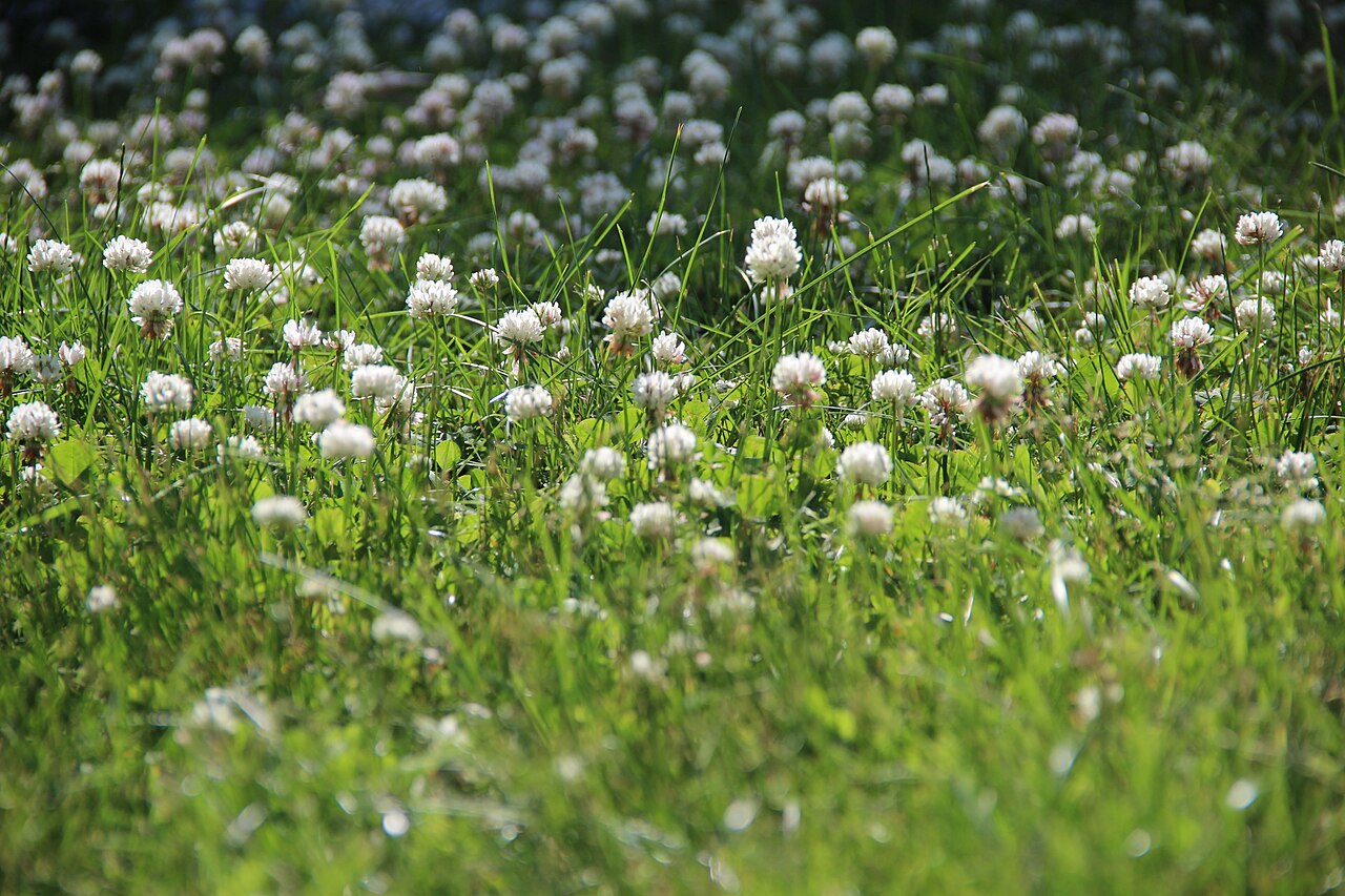 White clover growing in a backyard lawn with small white flowers
