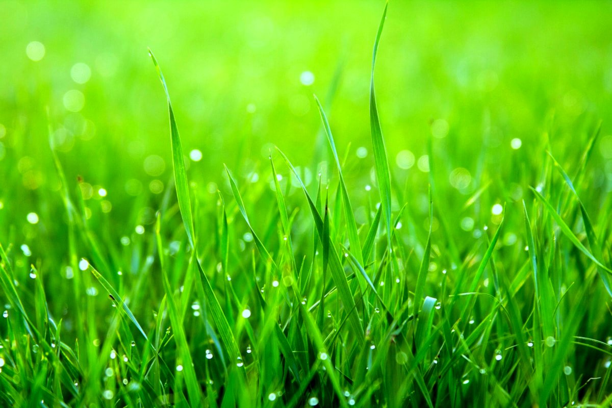 Close-up of green grass blades glistening with water droplets after irrigation