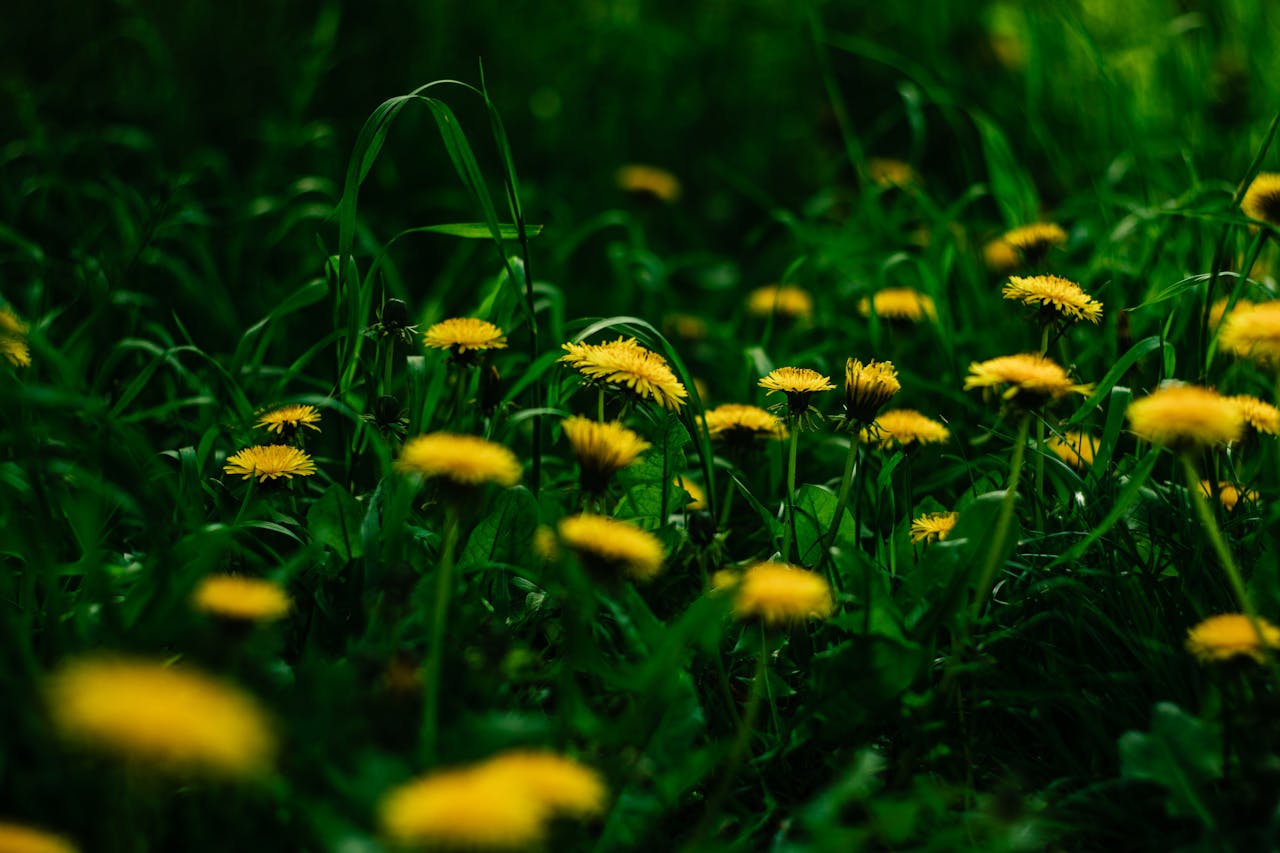A patch of bright yellow dandelions in bloom among green grass