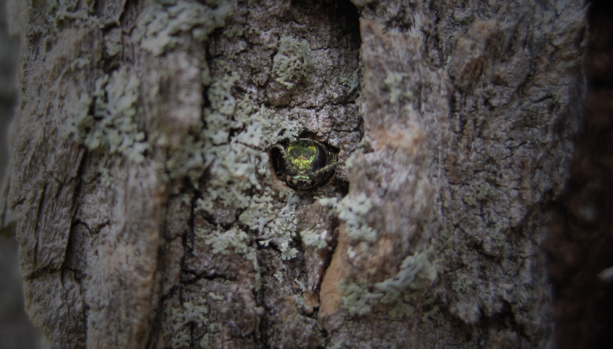 An adult emerald ash borer beetle with metallic green coloring emerging from a D-shaped exit hole in ash tree bark