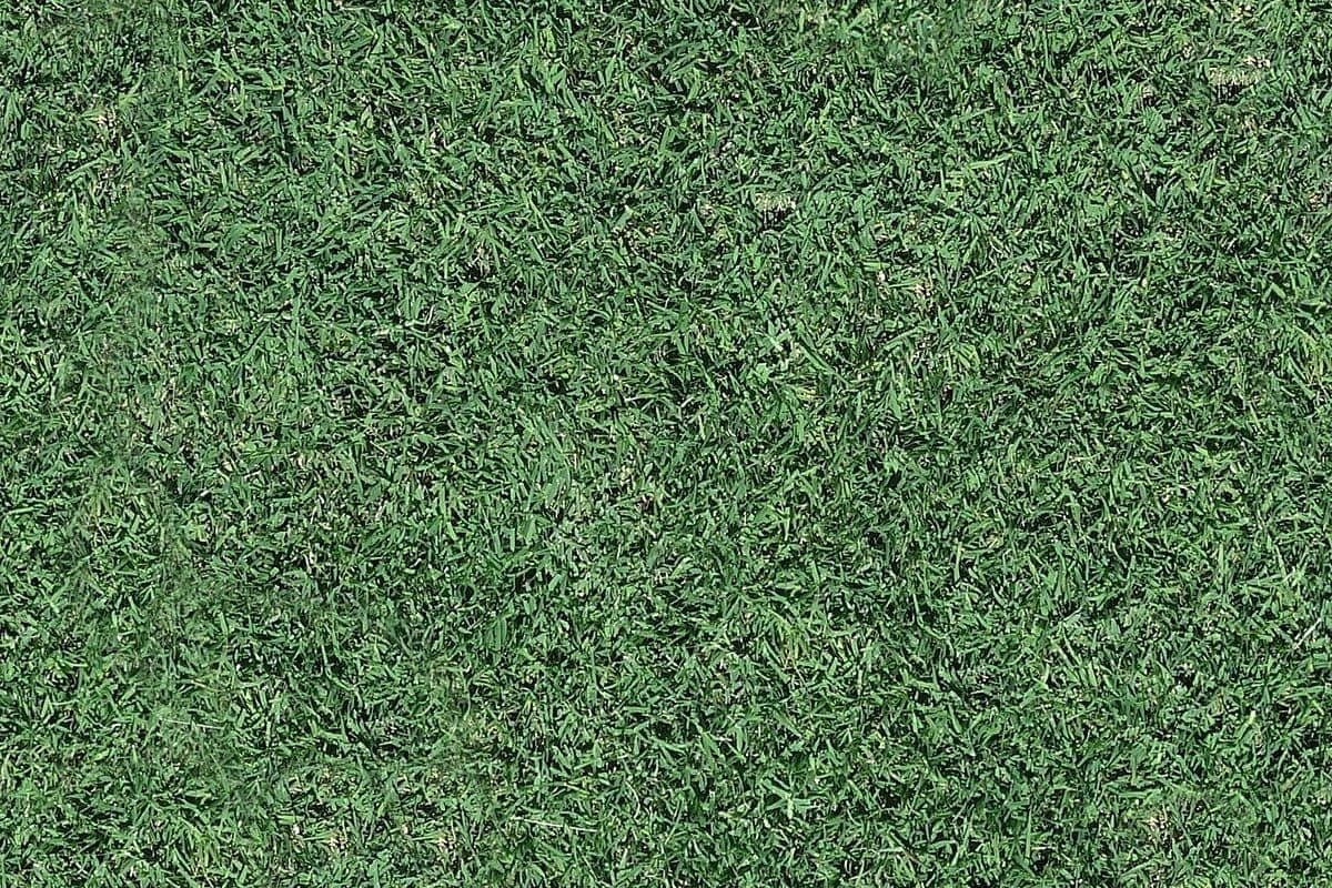 Close-up overhead view of thick, healthy green turfgrass in fall — the kind of dense turf that a well-timed fall fertilization builds