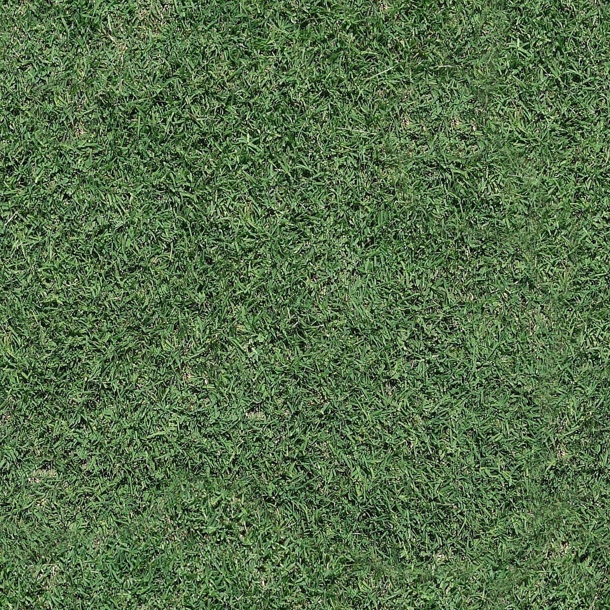 Top-down view of thick, healthy green turfgrass — the kind of dense lawn that fall care builds heading into winter