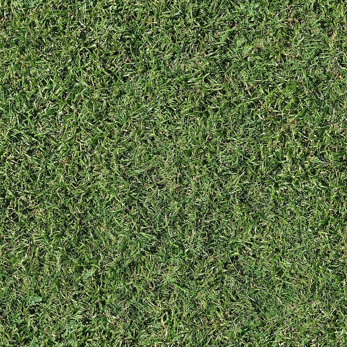 A healthy, well-maintained green lawn showing uniform turf coverage