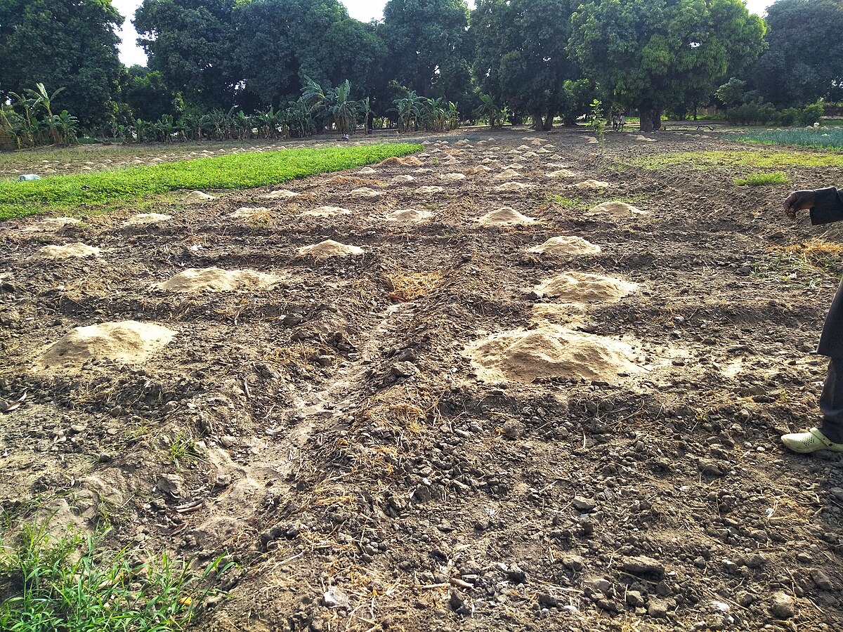 Granular fertilizer pellets, one of the two main forms of lawn treatment