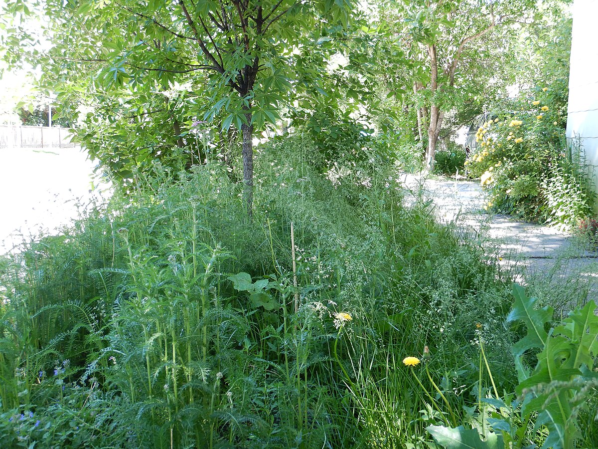 A residential yard with different grass and plant species growing together in a northeast Indiana neighborhood