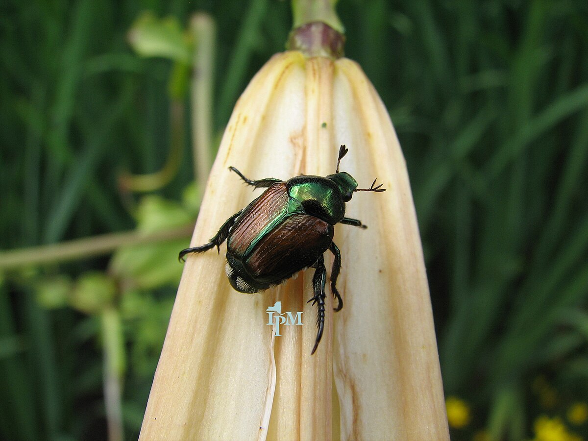 A Japanese beetle, the adult stage of one of Indiana's most common lawn grubs