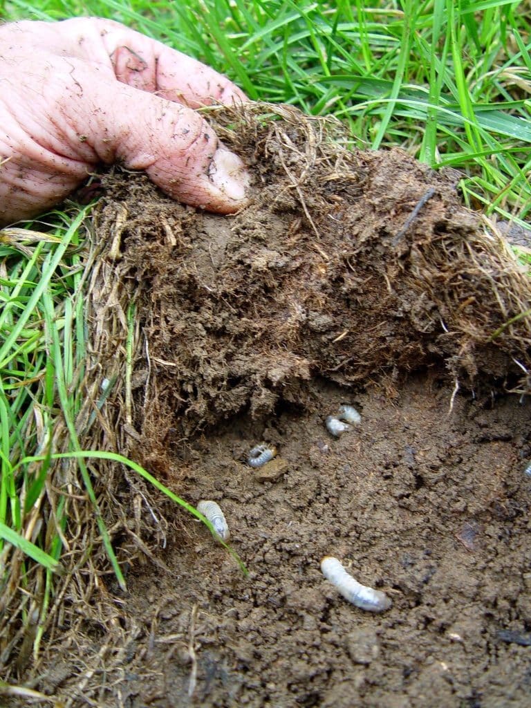 A hand pulling back a section of damaged lawn turf to reveal white C-shaped grubs in the soil beneath — the underground half of the Japanese beetle problem