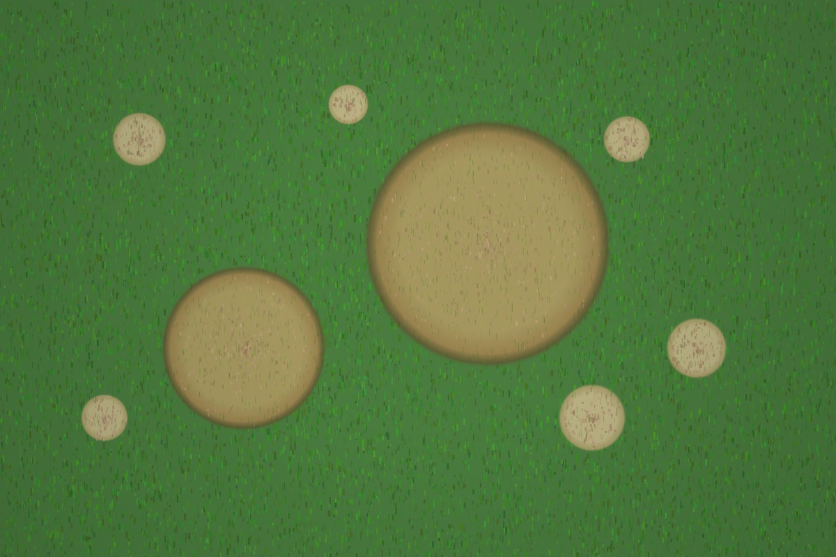 Close-up of a lawn showing circular brown patches and discolored grass blades caused by fungal disease