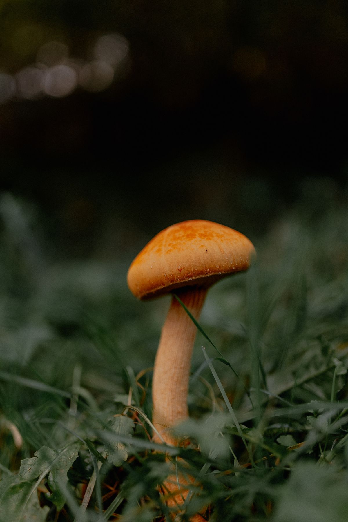 A golden-capped mushroom growing among green grass blades in a residential lawn