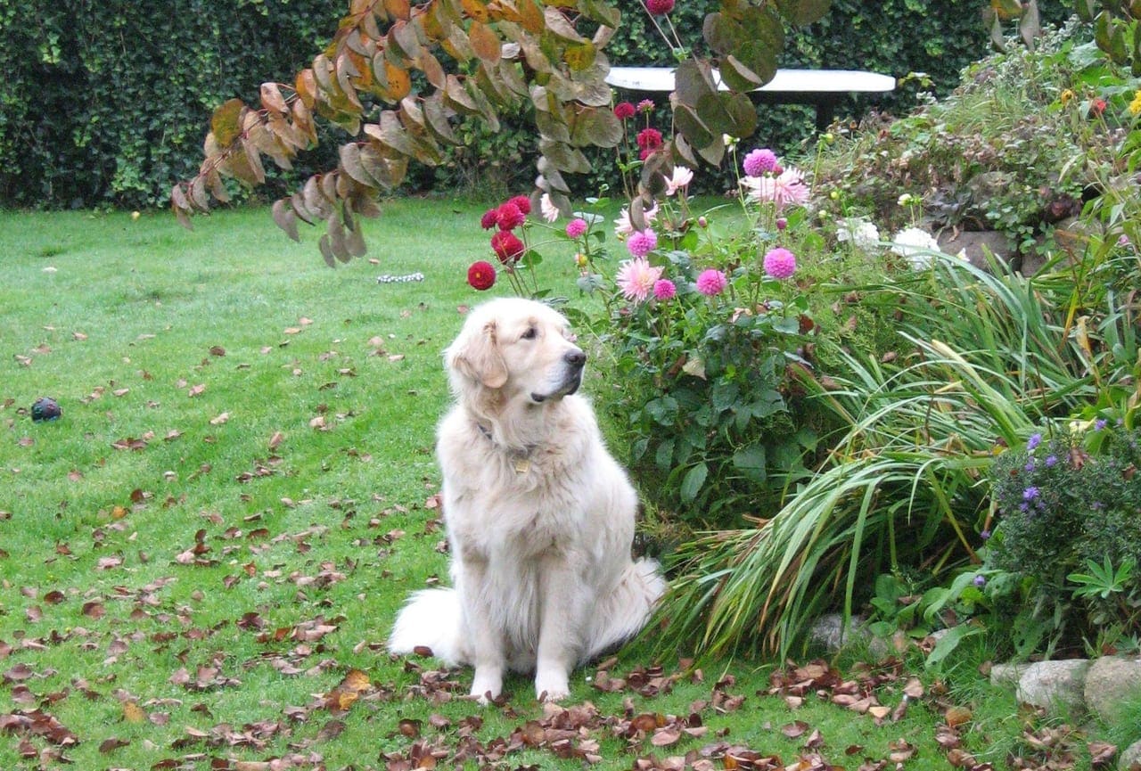 A golden retriever sitting calmly on a green lawn next to a flower bed in a backyard