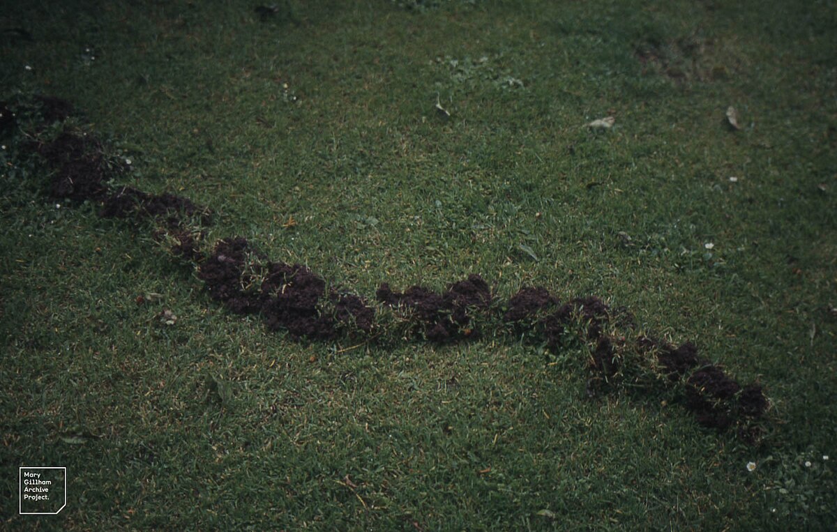 A mole tunnel visible as a raised ridge across a lawn surface