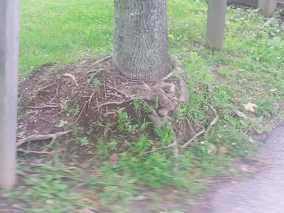 Mulch piled high against a tree trunk in a cone shape, demonstrating the harmful mulch volcano practice