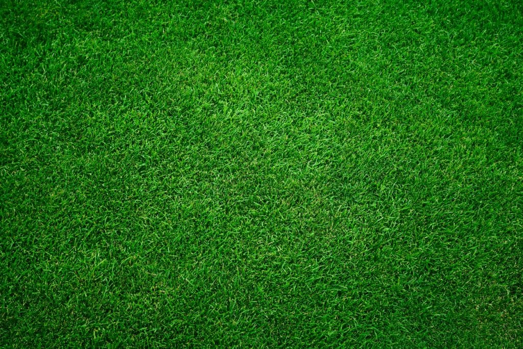 Top-down view of a thick, dense green lawn — the kind of turf density that overseeding helps achieve