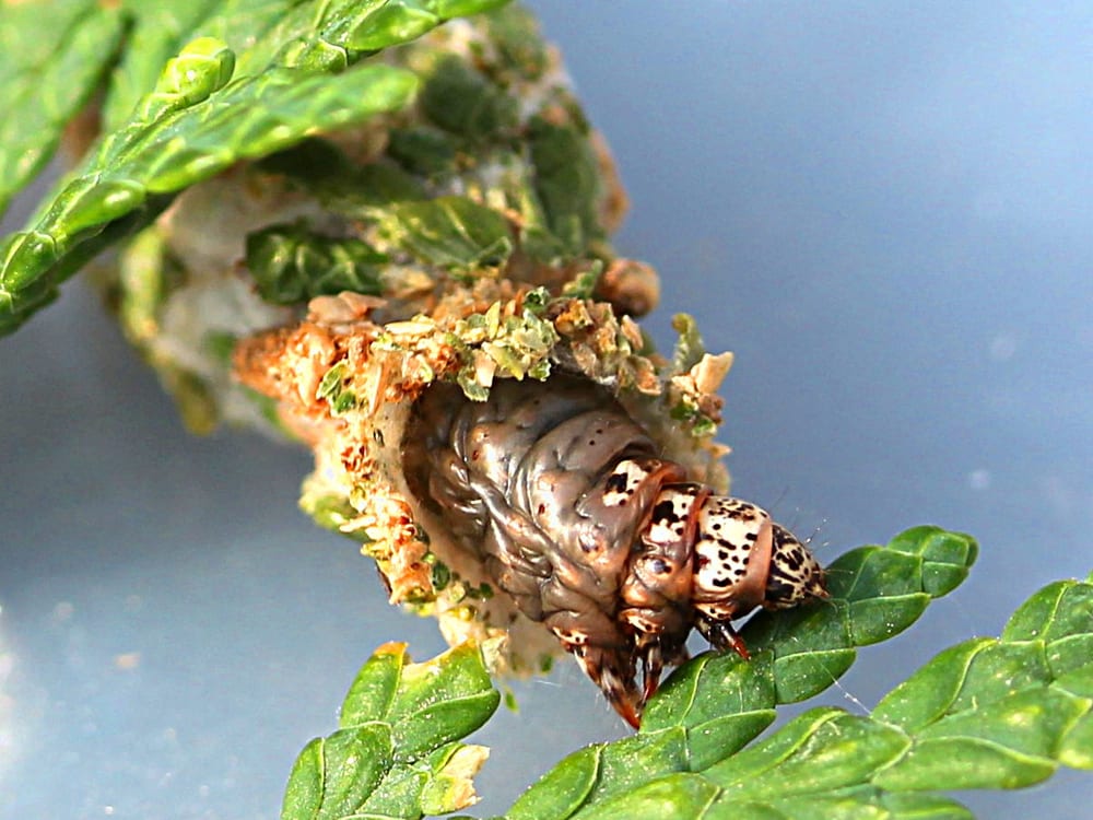 A bagworm caterpillar peering out of its spindle-shaped bag built from silk and bits of evergreen foliage