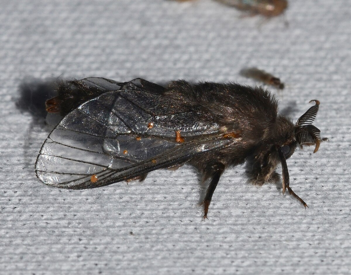 An evergreen bagworm moth case attached to a branch, a common Indiana shrub pest