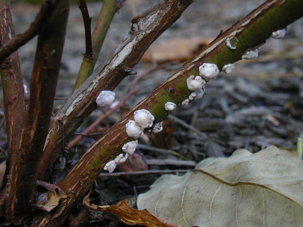 A cluster of oystershell scale insects crusting the stem of a shrub, looking like part of the bark