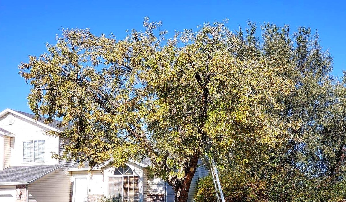 A mature deciduous tree with a full green canopy next to a residential home on a sunny day