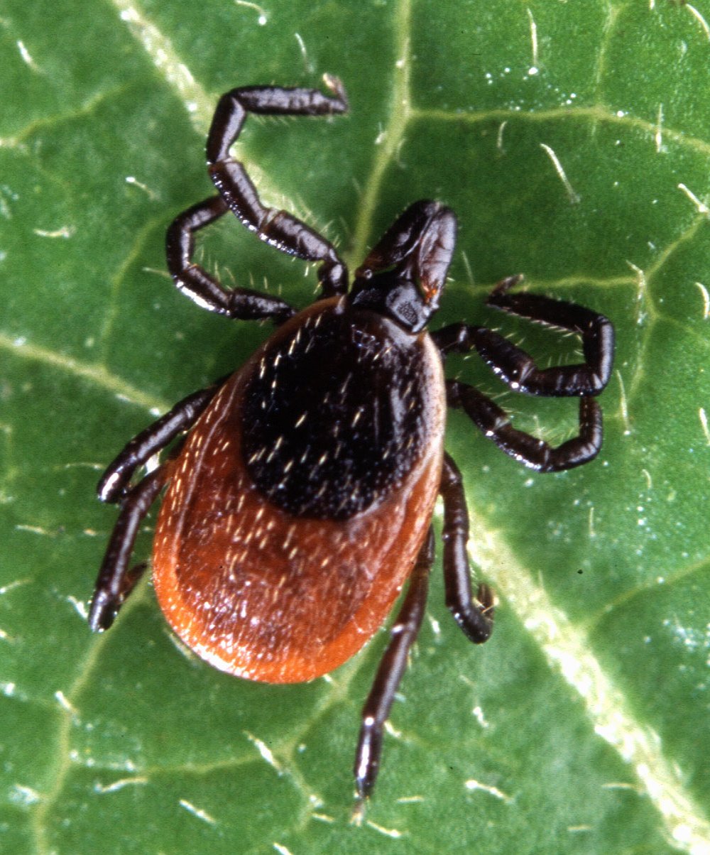 Close-up of an adult deer tick, one of the most common tick species in Indiana