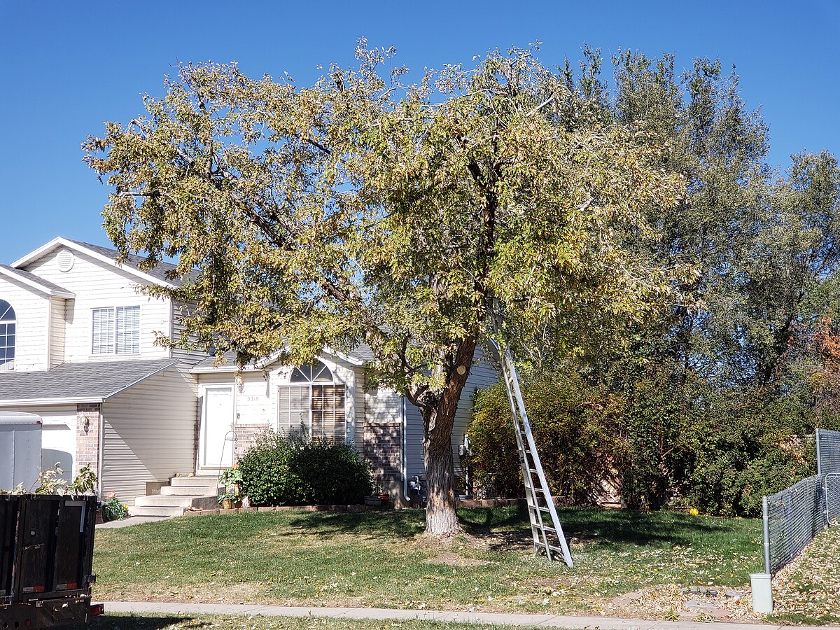 A large mature tree next to a residential home being assessed with a ladder for inspection