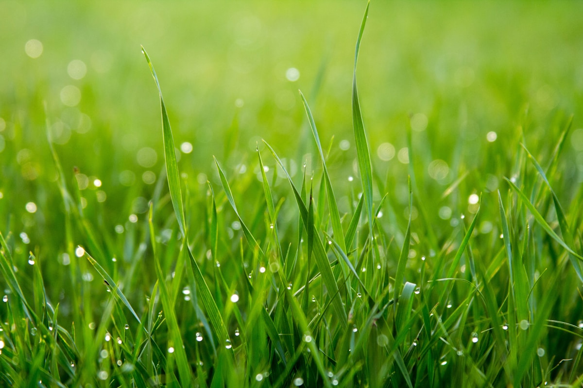 Close-up of green grass with morning dew