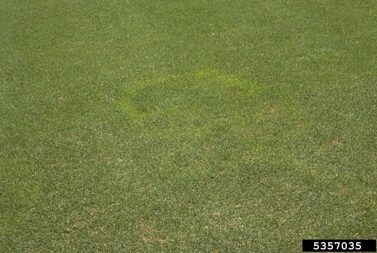 A circular patch of snow mold damage on a green turf lawn, showing lighter discolored grass in a ring pattern