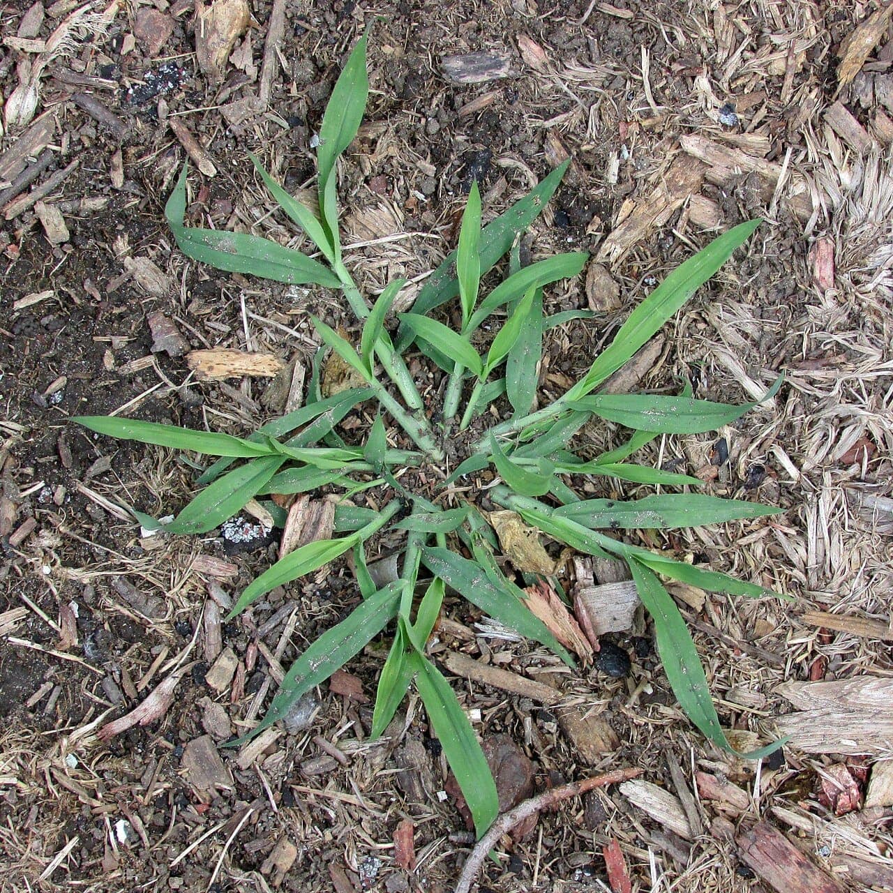 A young crabgrass plant with flat, spreading, star-shaped leaves growing in bare soil