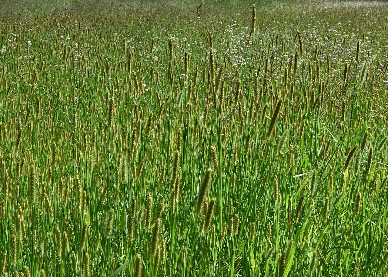 A stand of foxtail grass with many fuzzy seed heads shaped like a fox's tail