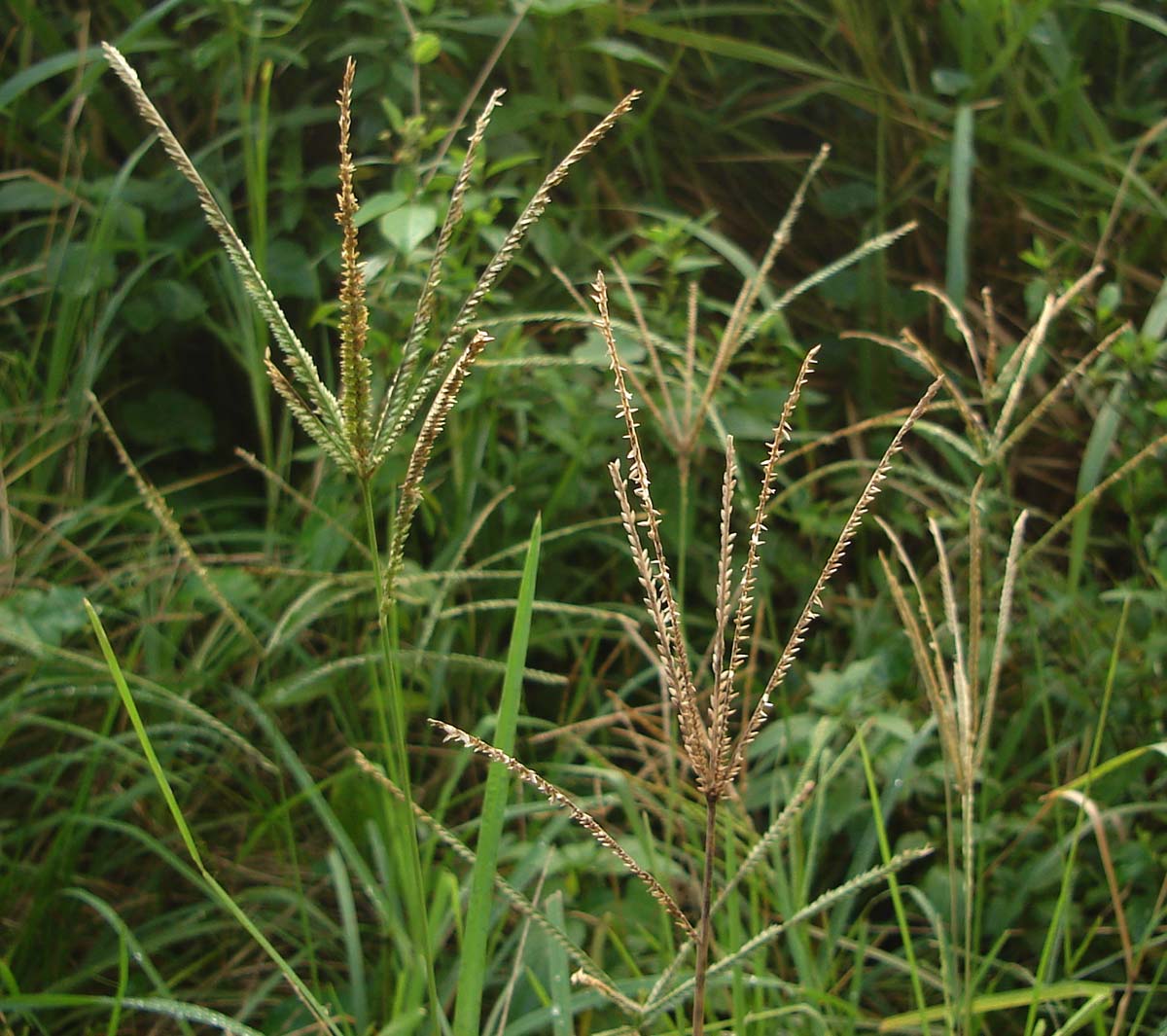Goosegrass plants showing finger-like seed heads spreading from the top of the stems