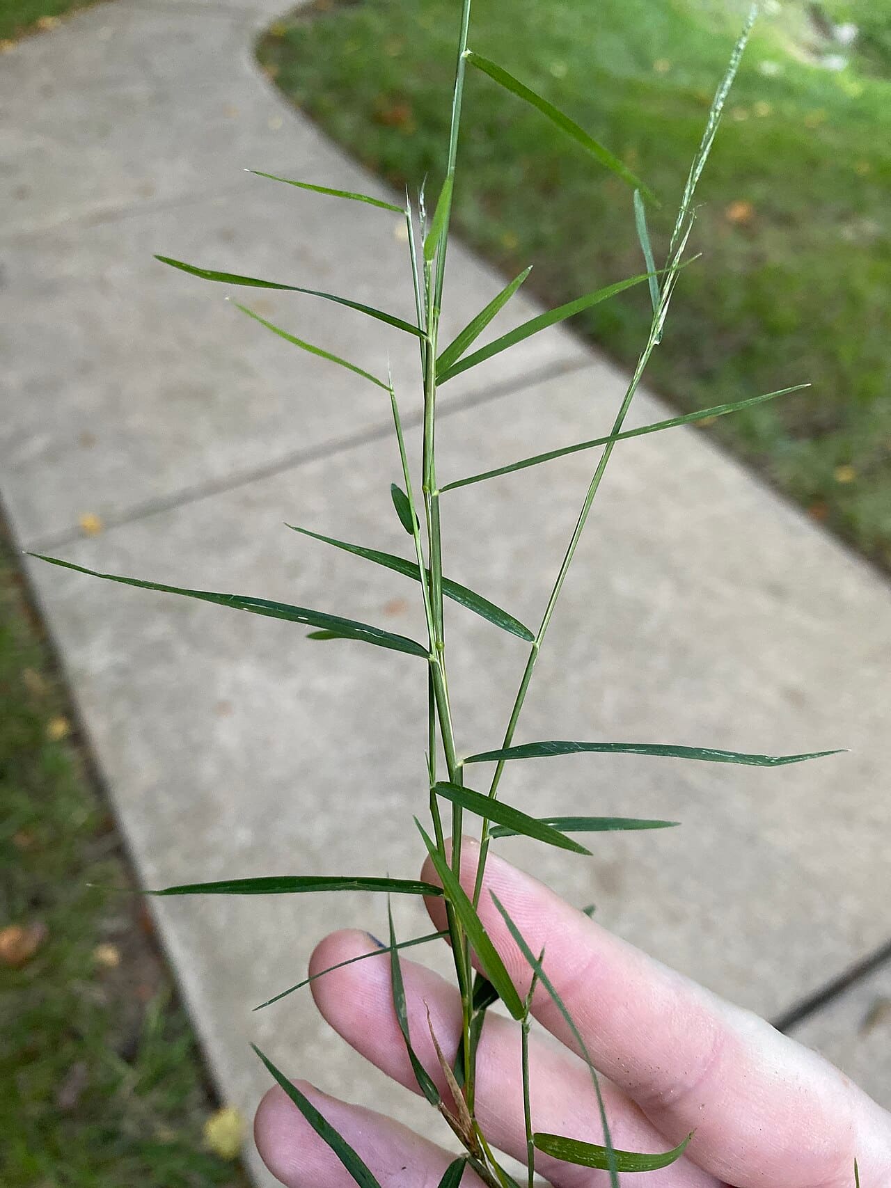 A hand holding a wiry nimblewill stem with short, narrow blades over a sidewalk and lawn