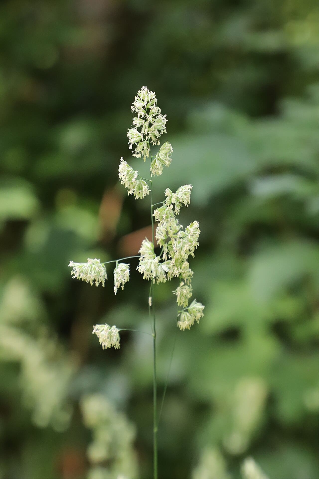 An orchardgrass plant with clustered, clumpy seed heads on a tall stalk