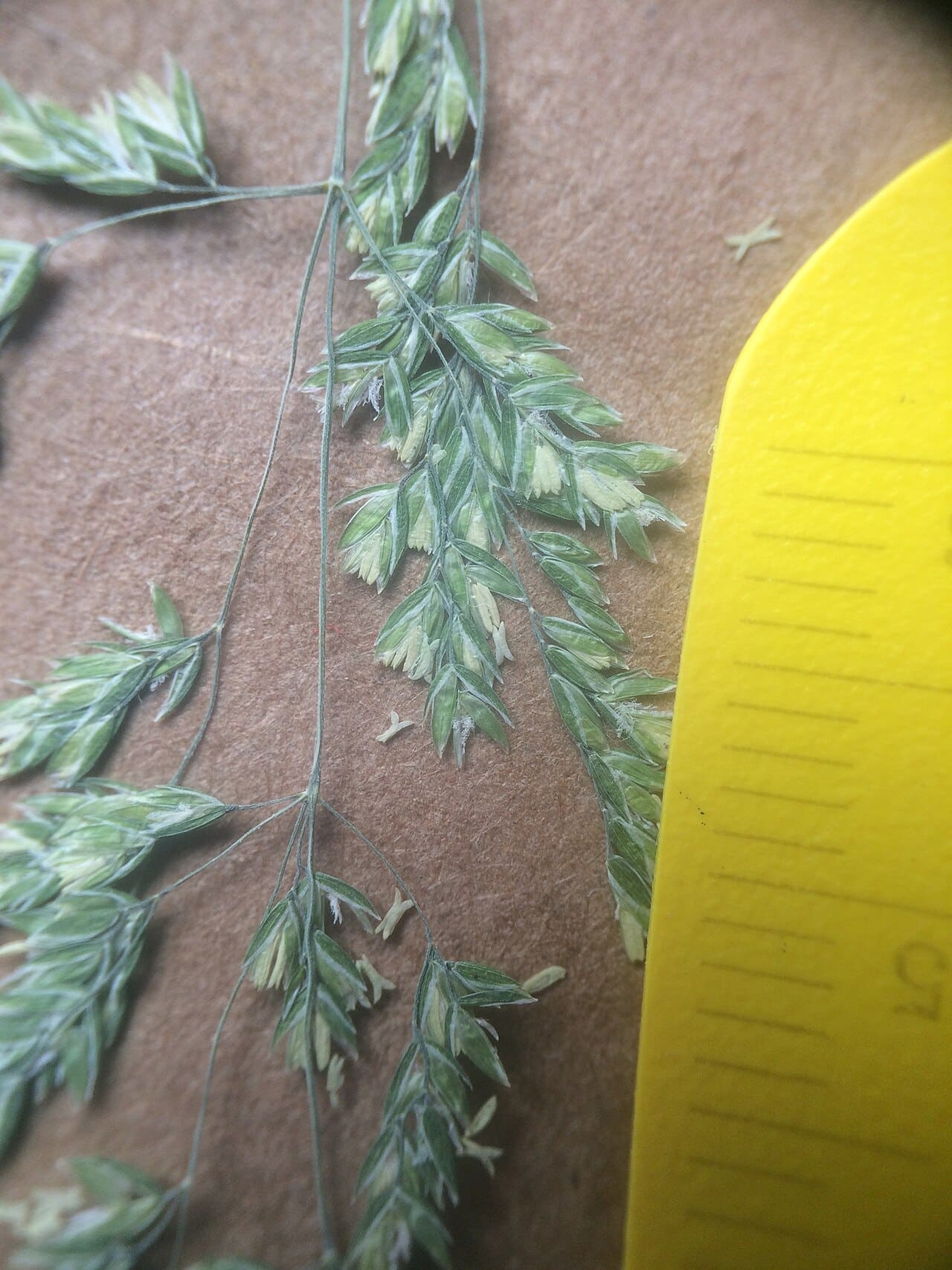 A roughstalk bluegrass seed head, a fine open cluster of small green spikelets