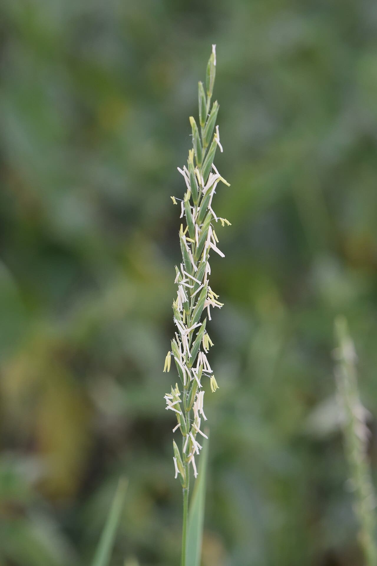 A quackgrass seed head, a narrow spike with spikelets set edgewise along the stem