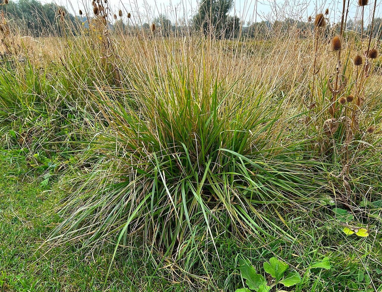 A coarse clump of tall fescue standing out in a lawn — the kind of grassy weed this guide helps you name